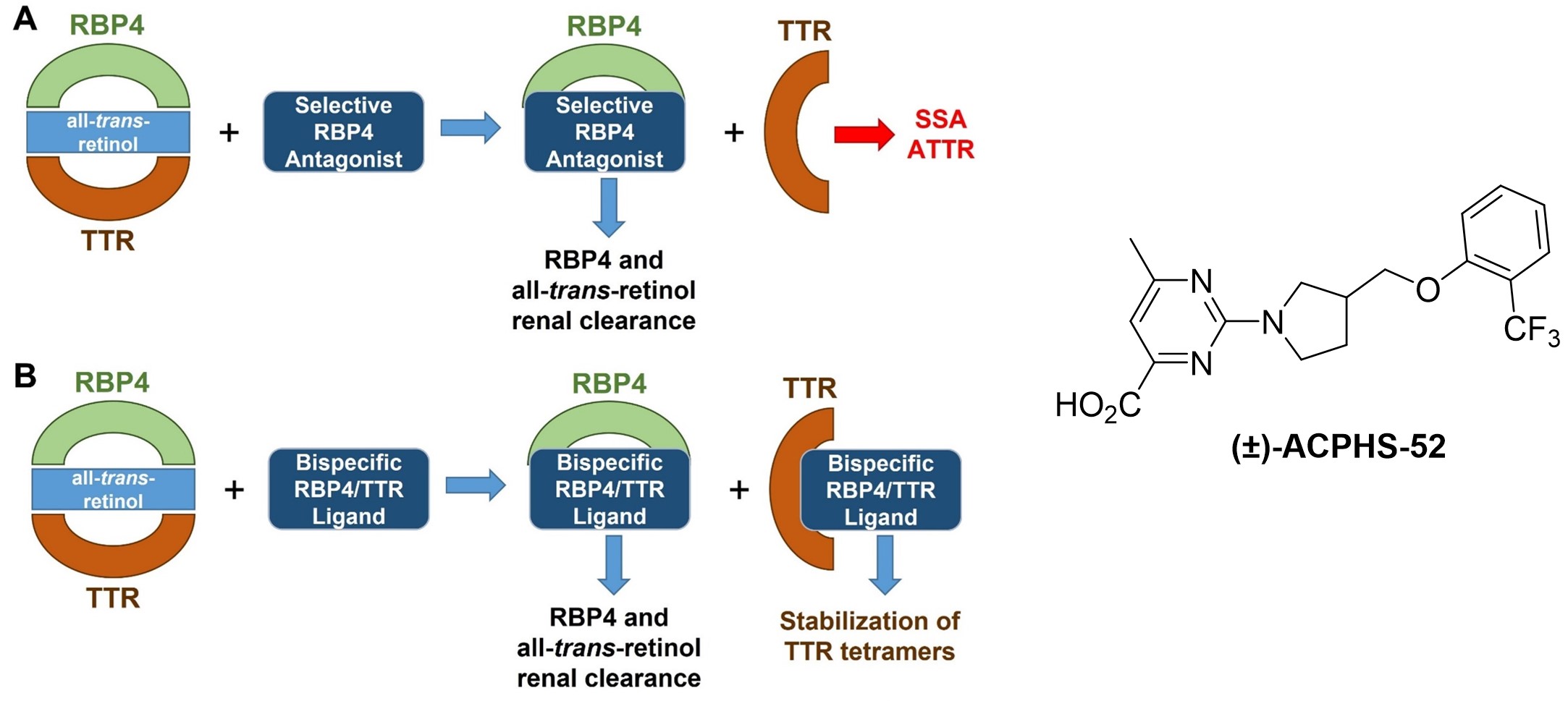 Bispecifics - ACPHS-52