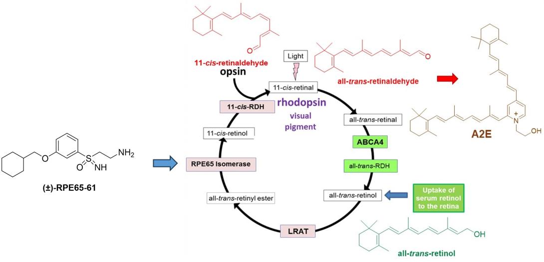 Figure depicting RPE65-61